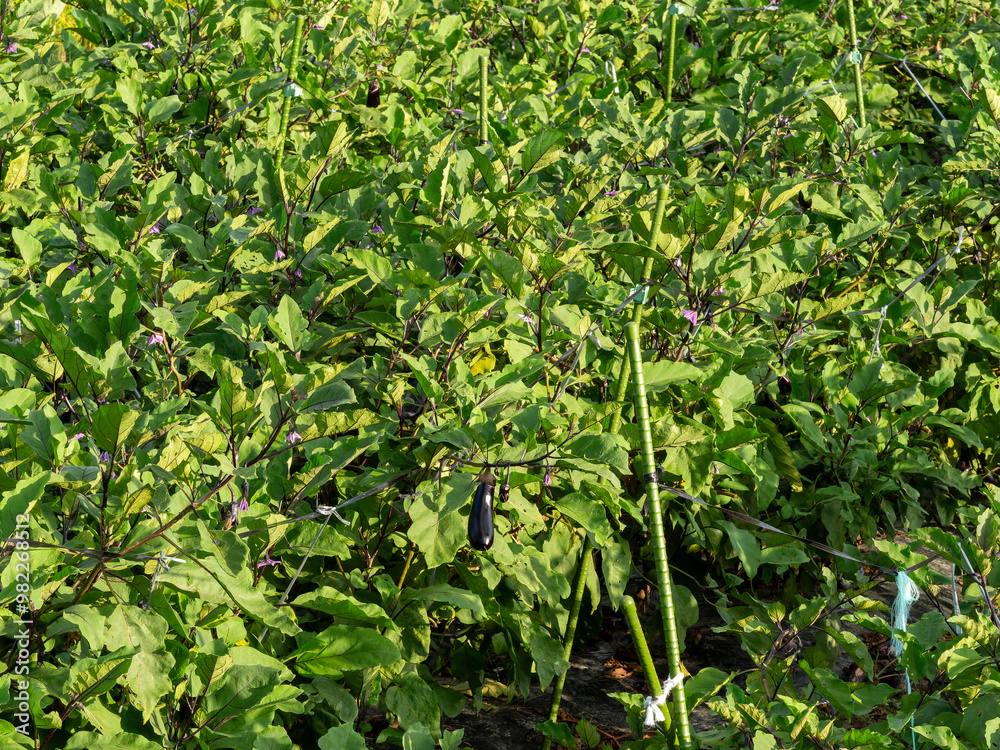 茄子の実がなる野菜畑 茄子の実がなる野菜畑