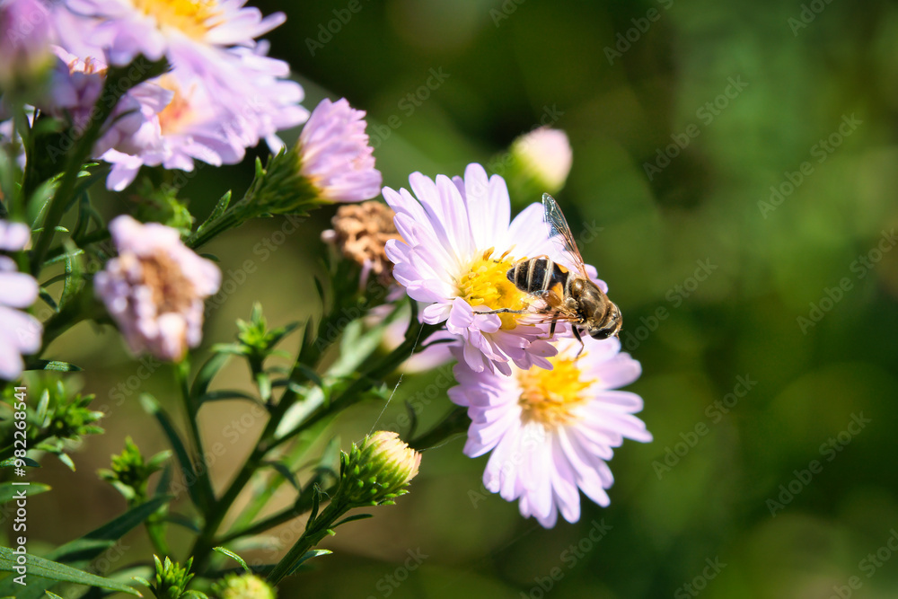Hoverfly on a delicate pink flower collecting pollen. Macro shot of an insect Hoverfly on a delicate pink flower collecting pollen. Macro shot of an insect