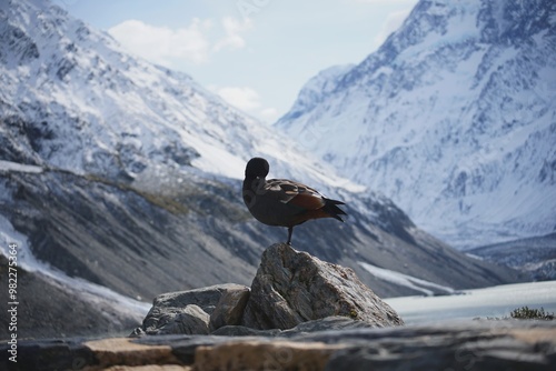 crow on the mountain with bird