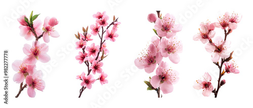 Wallpaper Mural set of bunch of pink peach blossoms, pink flowers on the branch, white background Torontodigital.ca