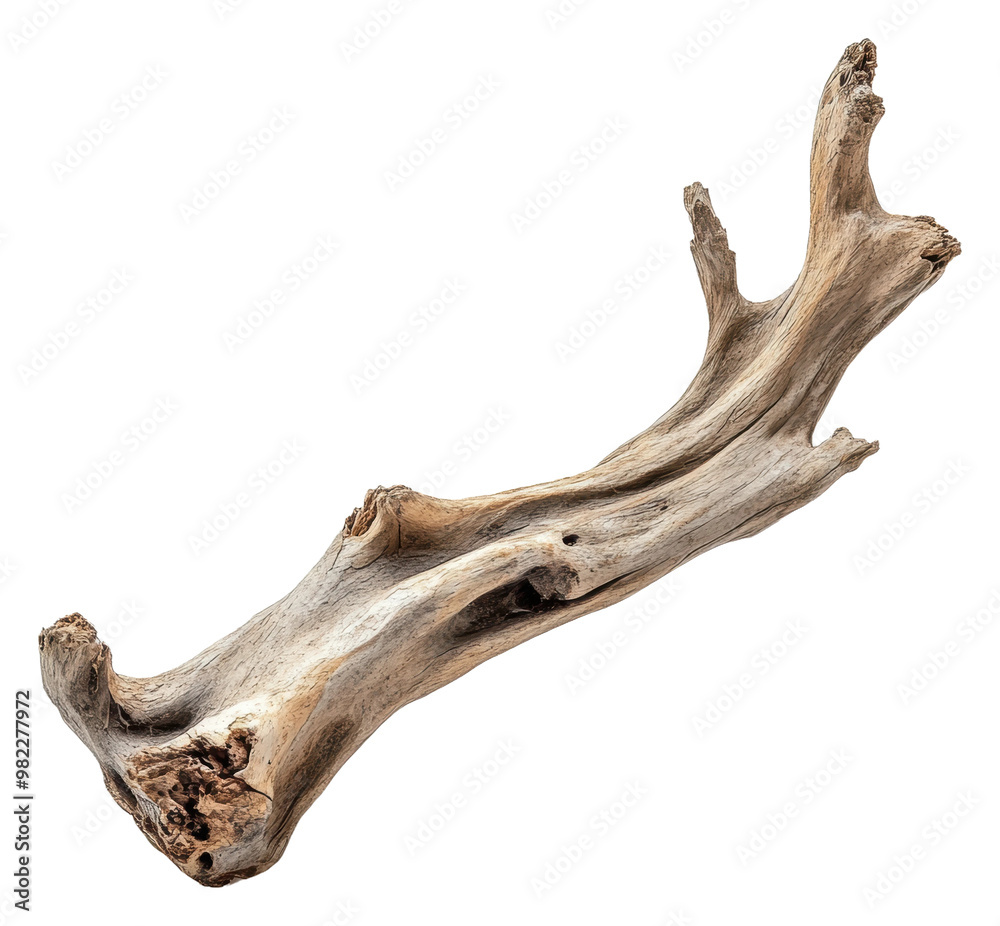 PNG Unique textured driftwood piece PNG Unique textured driftwood piece