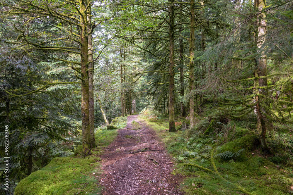 Obraz premium Magnifique sentier de randonnée au milieu de la forêt des Vosges