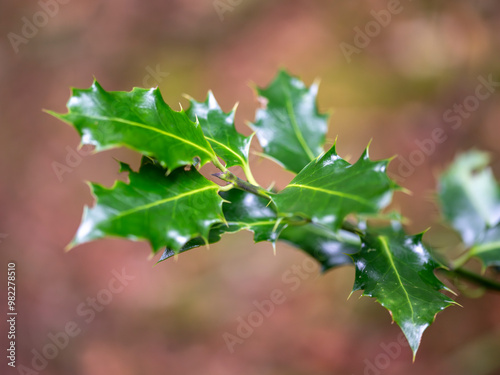 Feuilles de houx en très gros plan photo