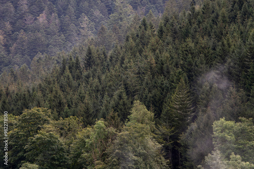 Pente montagneuse recouverte de sapins et de conifères dans les Vosges photo