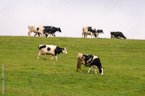 Troupeau de vaches laitières dans un champ d'herbe photo