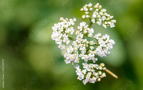 Small white flowers in nature. Close-up