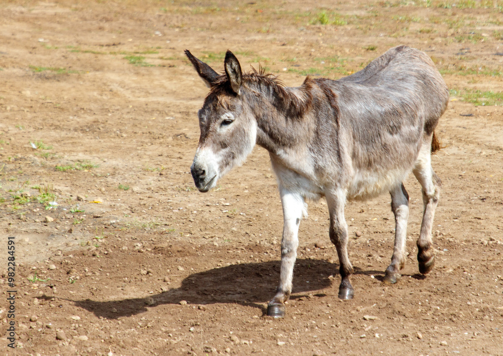 Portrait of a donkey in the wild Portrait of a donkey in the wild