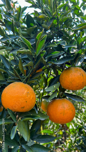 Orange tree fruit