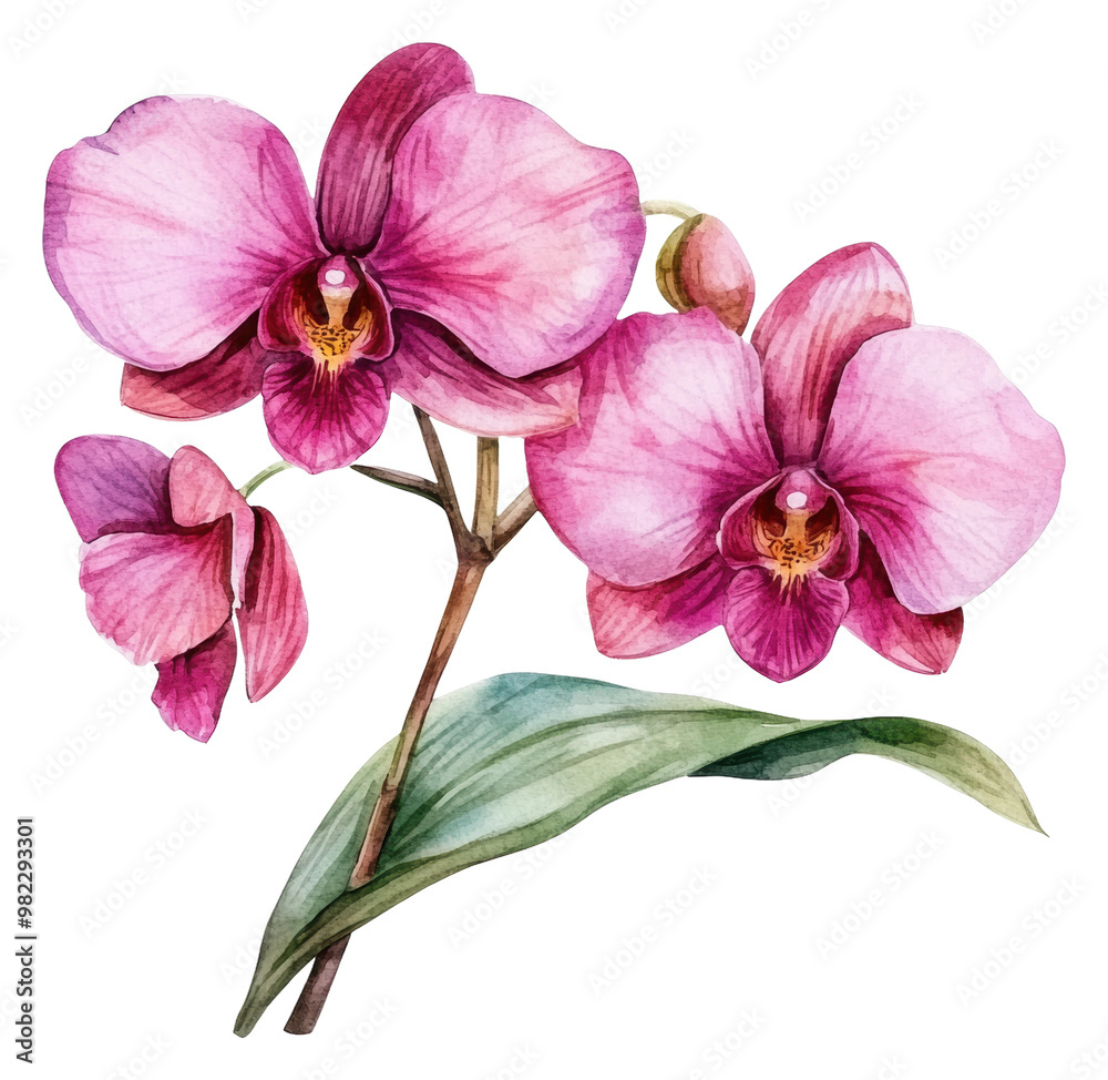 PNG Pink orchids bloom elegantly in spring PNG Pink orchids bloom elegantly in spring