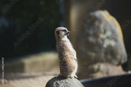 meerkat on guard duty