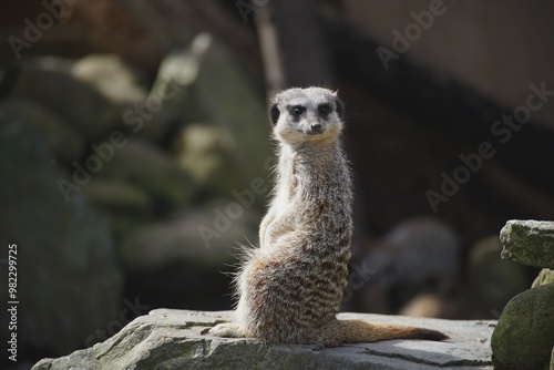 meerkat on guard duty