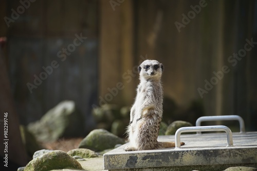 meerkat standing on the ground