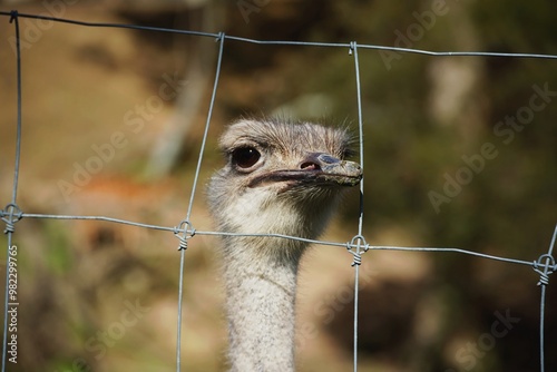 ostrich in zoo