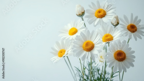 Wallpaper Mural Fresh Daisies in a Bright and Airy Setting Torontodigital.ca
