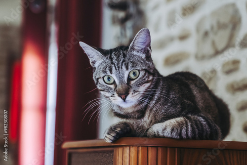 Portrait d'un jeune chat tigré gris allongé sur un meuble dans la maison photo