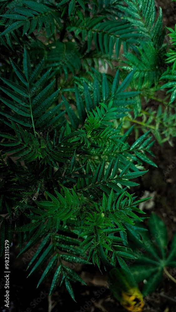 green fern in the forest