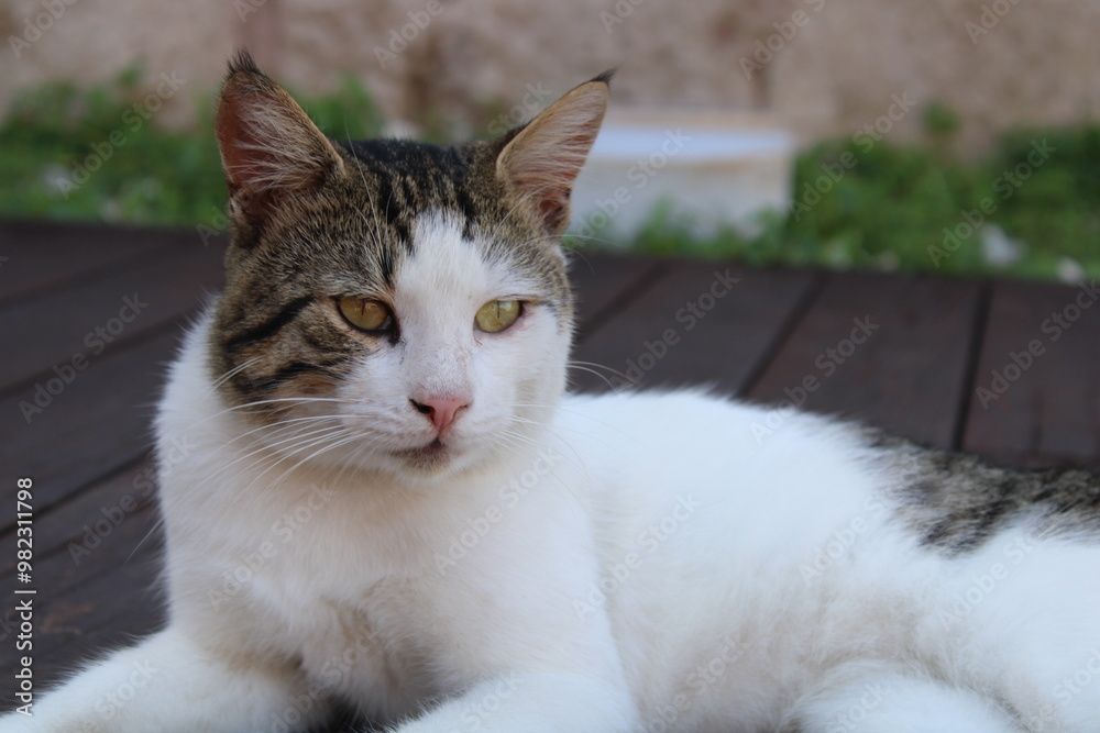 Adorable White and Gray Patterned Cat Lying on Wooden Surface Adorable White and Gray Patterned Cat Lying on Wooden Surface
