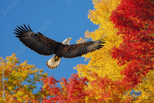 Majestic bald eagle soaring against a bright blue sky framed by vibrant autumn foliage of red and yellow trees