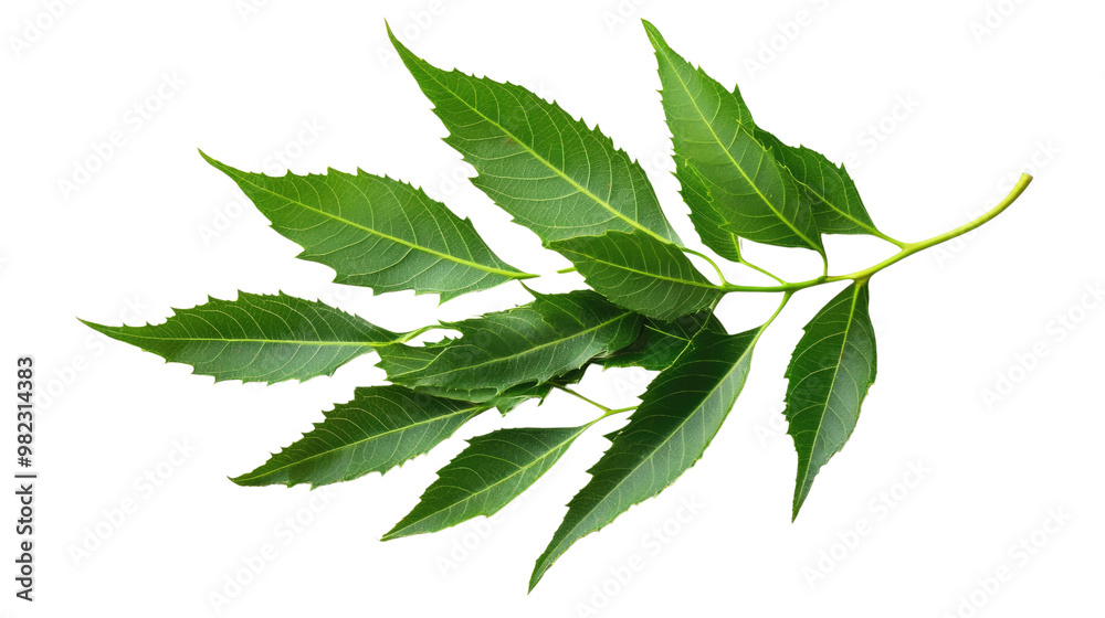 neem leaves on a white transparent background neem leaves on a white transparent background