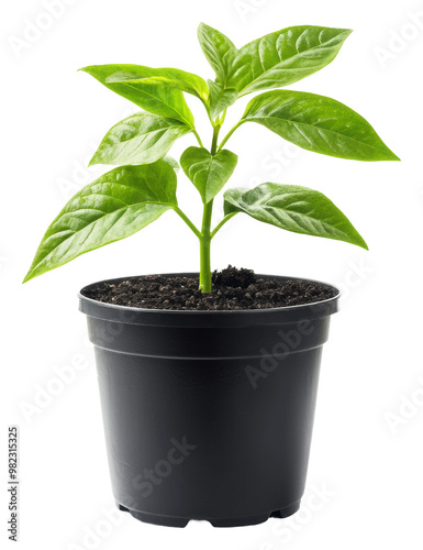 PNG Green pepper plant growing in a black pot indoors