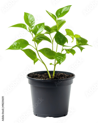 PNG Green plant thriving in a black pot with soil