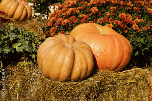 Colorful orange pumpkins piled on hay bales at rural farm market in autumn sunlight. Autumn rustic background. Close up.