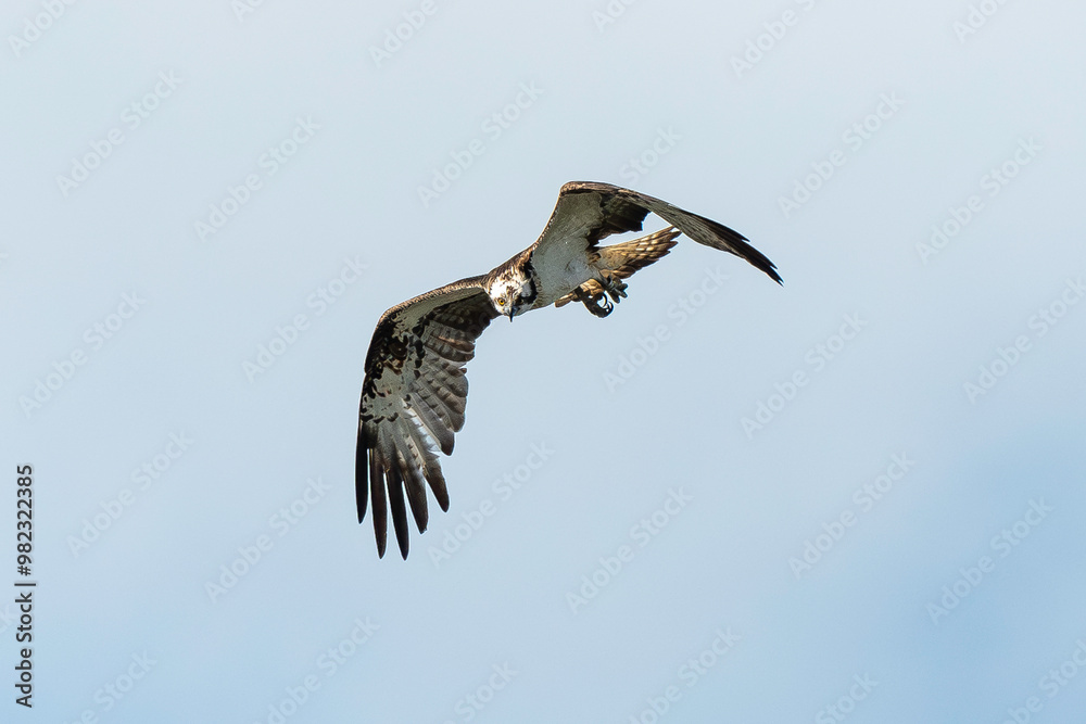 Balbuzard pêcheur, Pandion haliaetus, Western Osprey Balbuzard pêcheur, Pandion haliaetus, Western Osprey