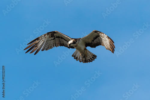 Balbuzard pêcheur, Pandion haliaetus, Western Osprey