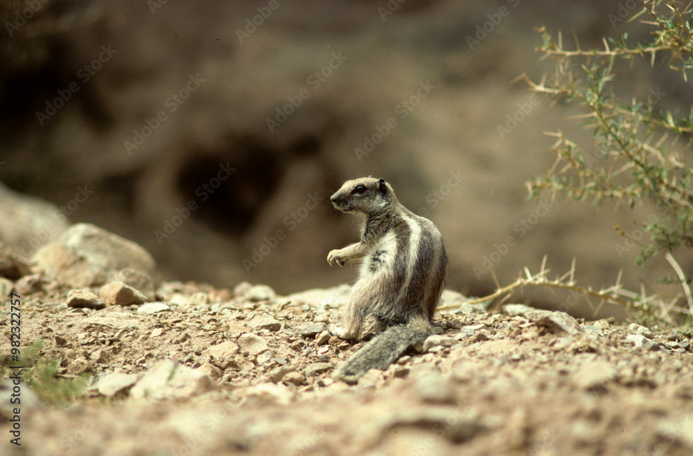 Fototapeta premium Écureuil de Barbarie, Écureuil de Berberie, Écureuil de Gétulie, écureuil fouisseur , Atlantoxerus getulus
