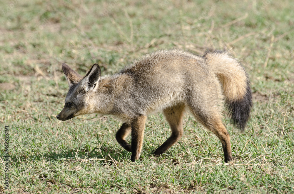 Otocyon, Otocyon megalotis, Afrique de l'Est Otocyon, Otocyon megalotis, Afrique de l'Est
