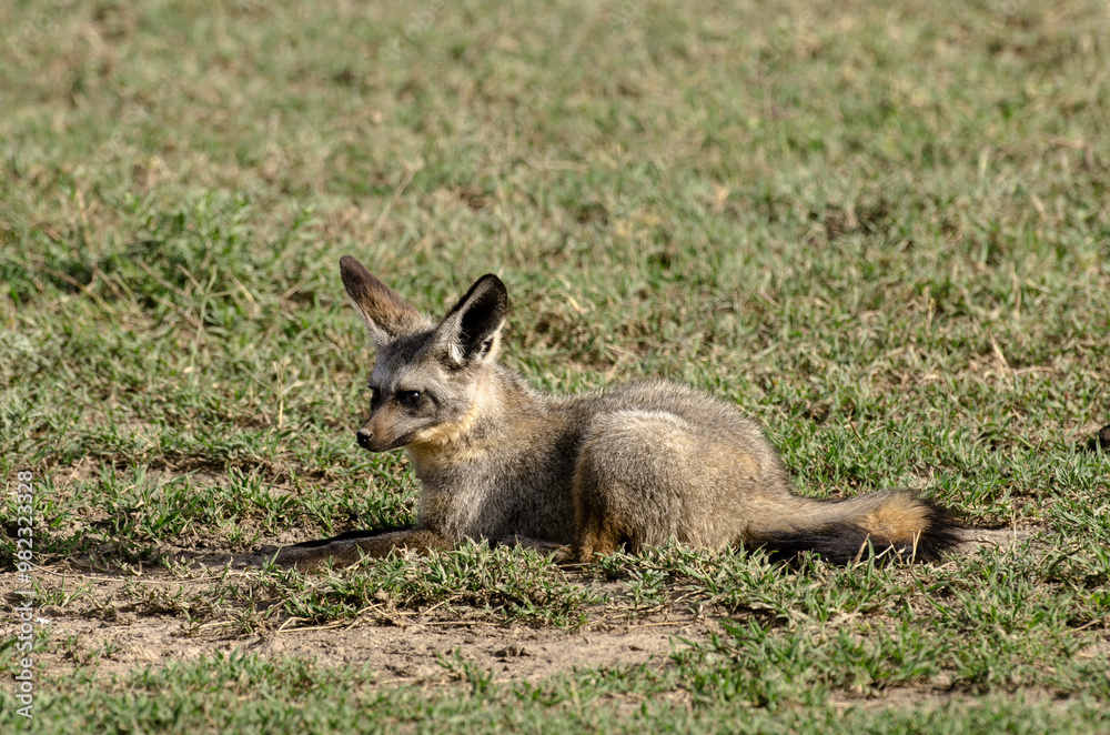 Otocyon, Otocyon megalotis, Afrique de l'Est