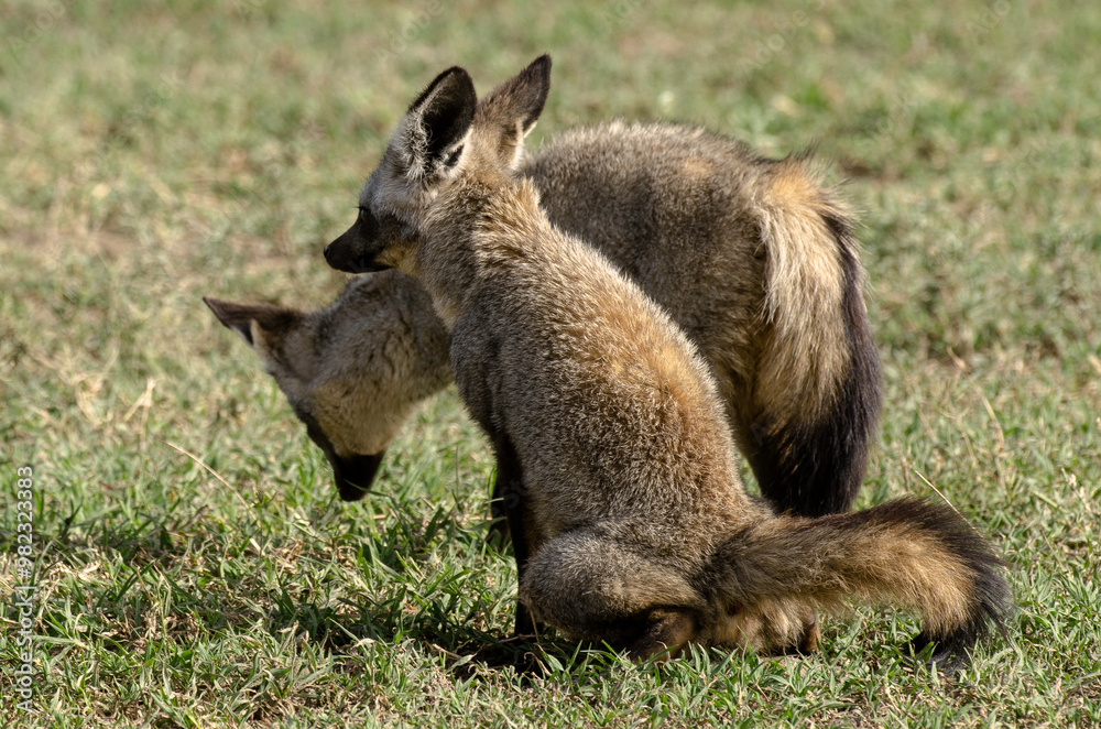 Otocyon, Otocyon megalotis, Afrique de l'Est Otocyon, Otocyon megalotis, Afrique de l'Est