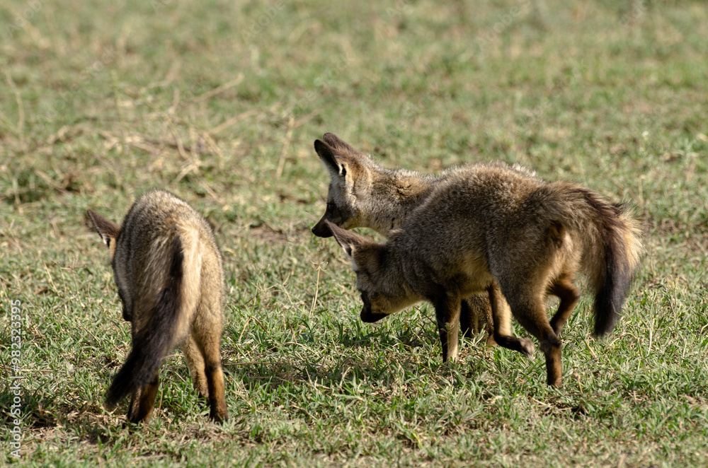 Otocyon, Otocyon megalotis, Afrique de l'Est Otocyon, Otocyon megalotis, Afrique de l'Est