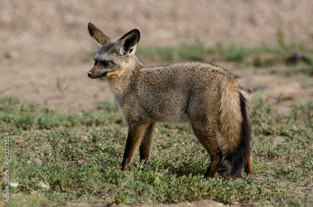 Otocyon, Otocyon megalotis, Afrique de l'Est Otocyon, Otocyon megalotis, Afrique de l'Est