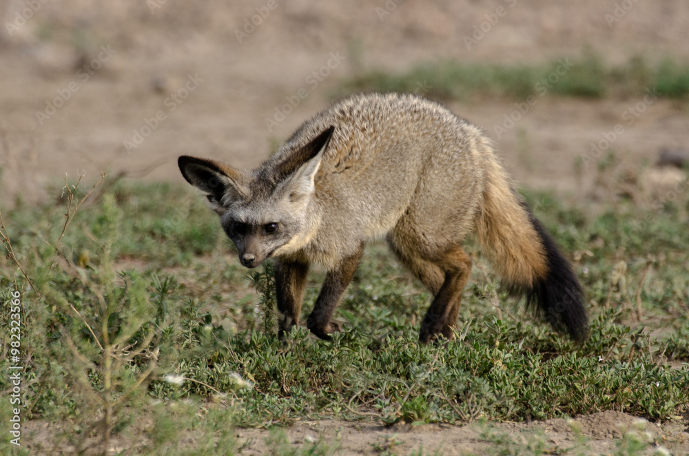 Otocyon, Otocyon megalotis, Afrique de l'Est Otocyon, Otocyon megalotis, Afrique de l'Est