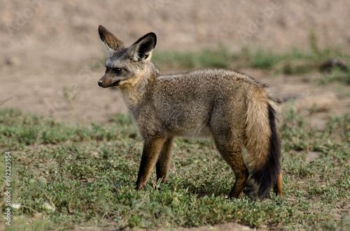 Otocyon, Otocyon megalotis, Afrique de l'Est