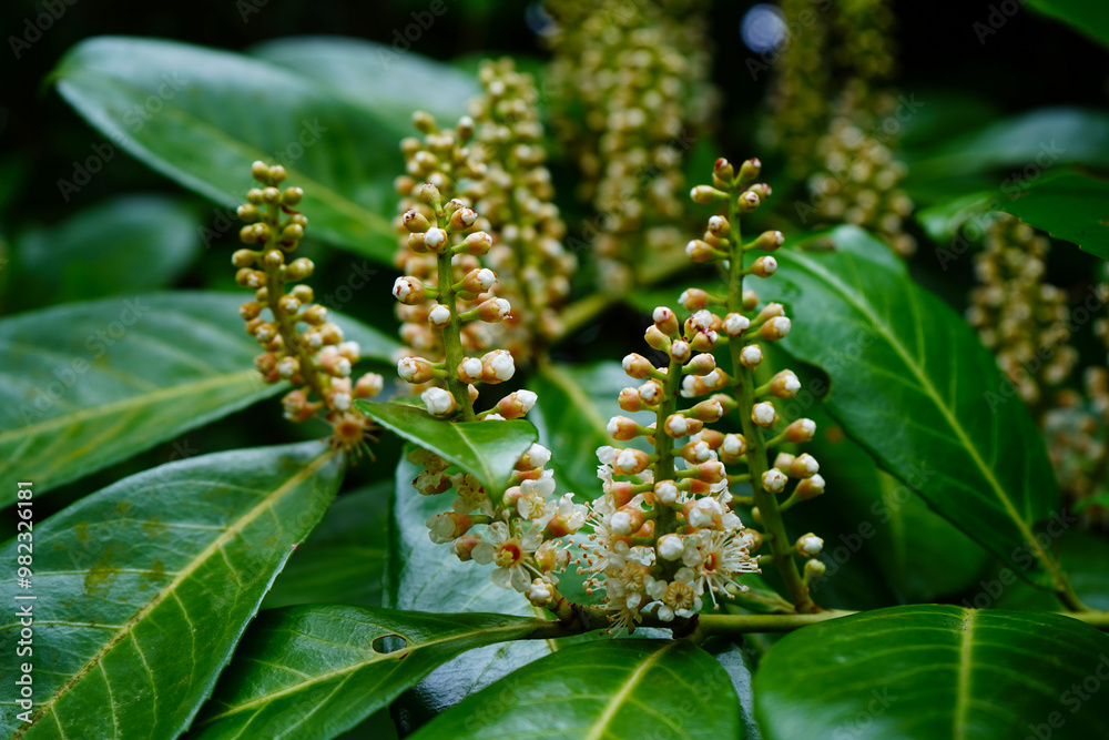 Fototapeta premium Close up of laurel flowers 