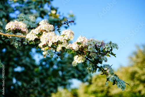 Close up of hawthorn tree flowers
