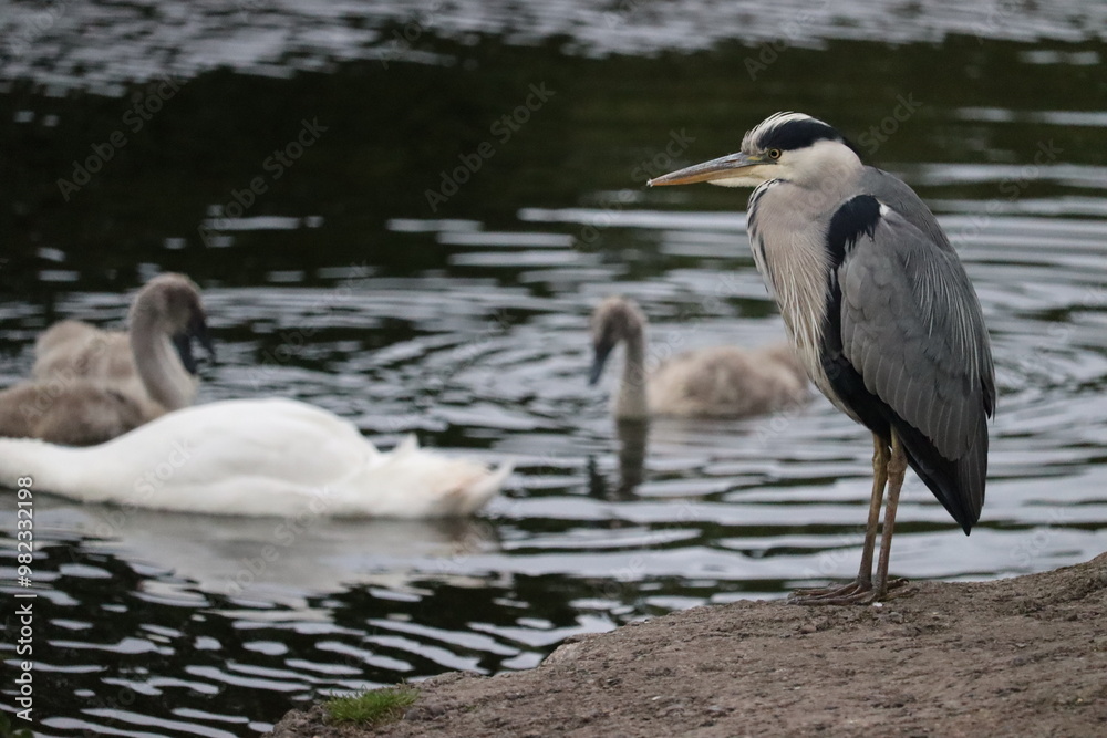 Heron in Ireland Heron in Ireland
