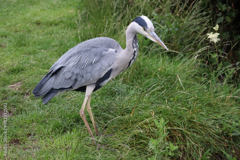 Fototapeta premium Heron in Ireland