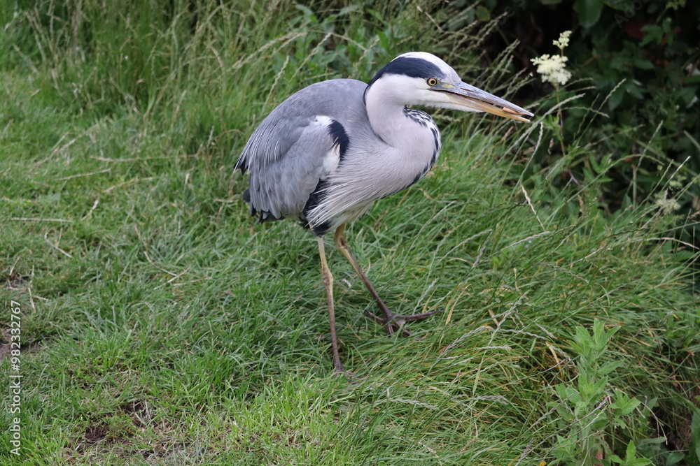 Fototapeta premium Heron in Ireland