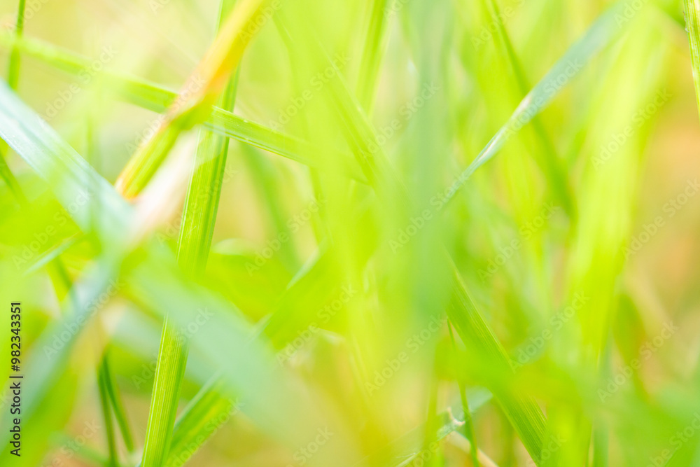 green grass leaf in garden with blur background