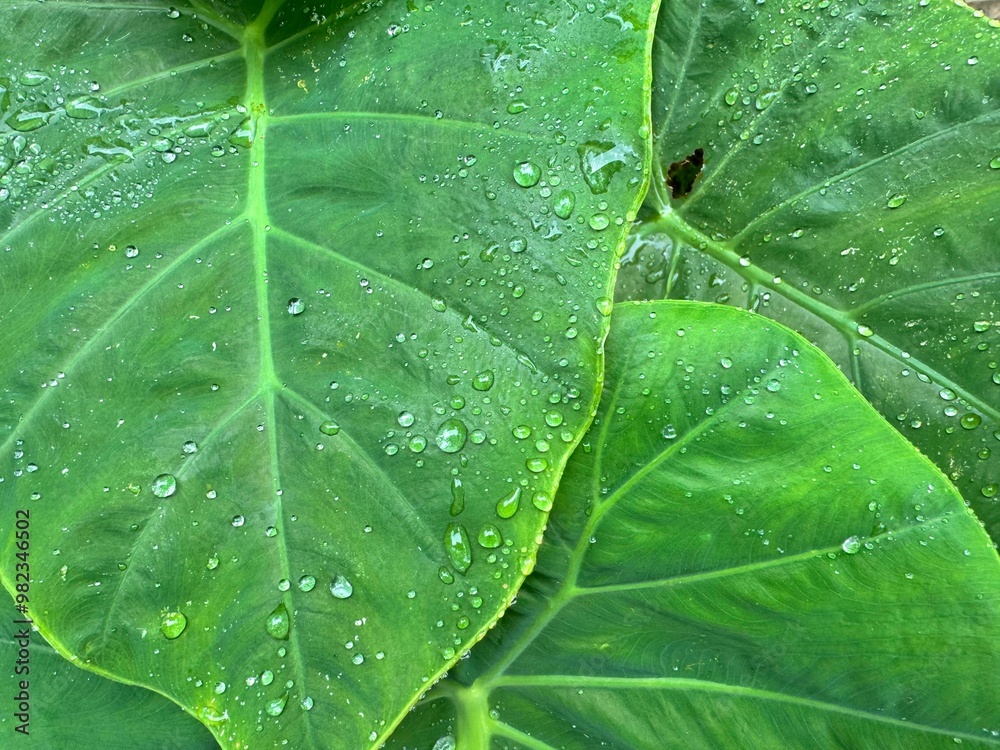 Water drops on Bon leaves. Water drops on the plants. Close up of green leaves with water drops. after rains in the garden. Rainy season Water drops on Bon leaves. Water drops on the plants. Close up of green leaves with water drops. after rains in the garden. Rainy season