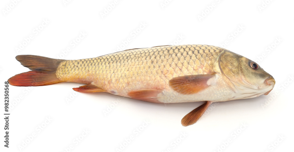 Fototapeta premium Big fresh carp.