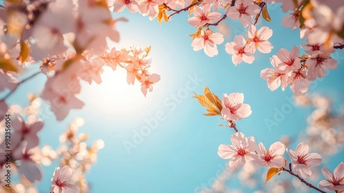 A close-up of cherry blossom branches framed against a bright blue sky, with petals illuminated by the afternoon sun