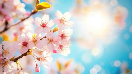 A close-up of cherry blossom branches framed against a bright blue sky, with petals illuminated by the afternoon sun