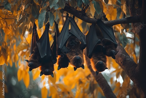 A group of black flying-foxes hanging upside down from a tree photo