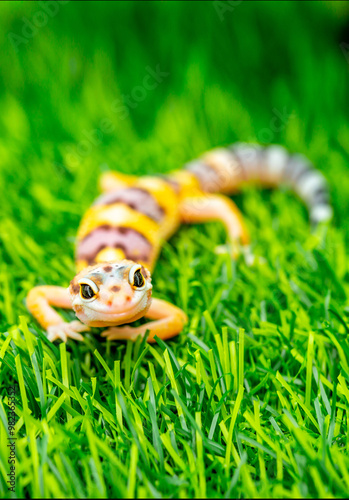 Lizard Eublepharis on a green lawn. Reptile gecko is yellow-spotted. Exotic tropical animal in the wild on the grass. smiling animal photo