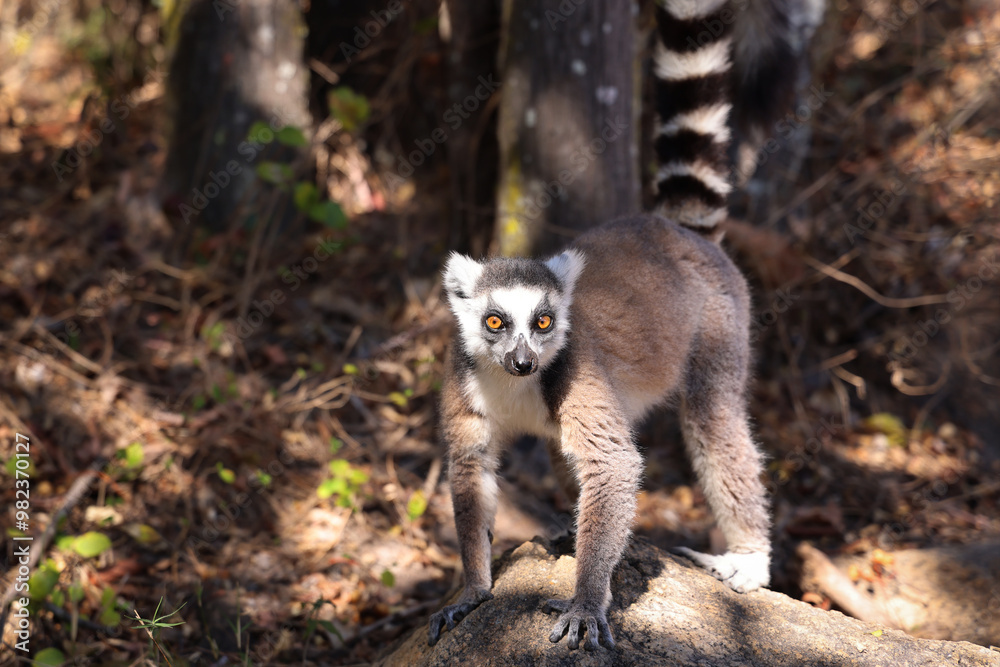 Obraz premium Lemure del Madagascar 