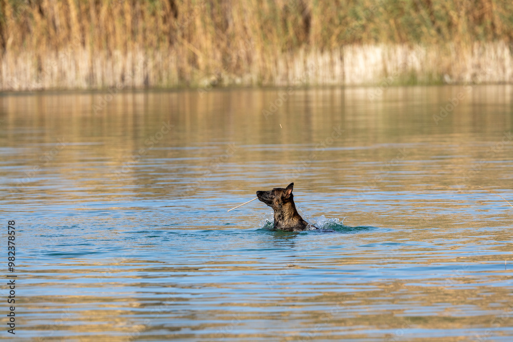 Dog swimming in a lake beating a steak. Dog swimming in a lake beating a steak.
